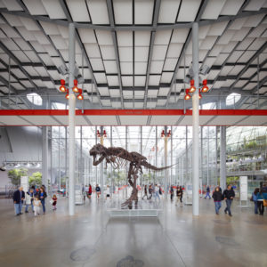 dinosaur in science museum san francisco