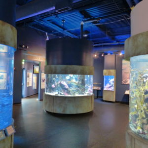 discover the bay san francisco aquarium