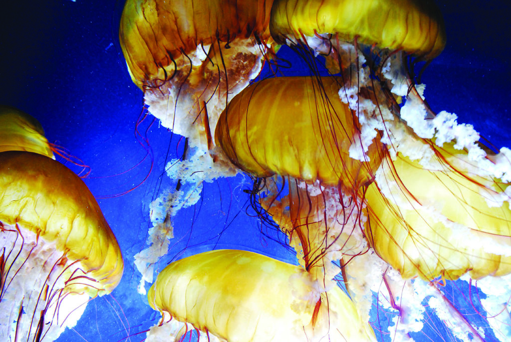 sea nettles at san francisco aquarium