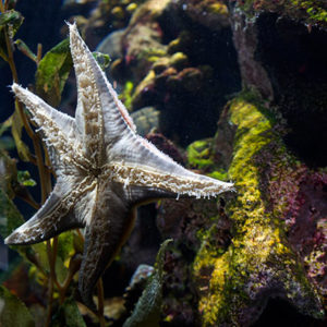 sea star at san francisco aquarium