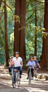 a group of friends biking in muir woods amongst the redwood trees