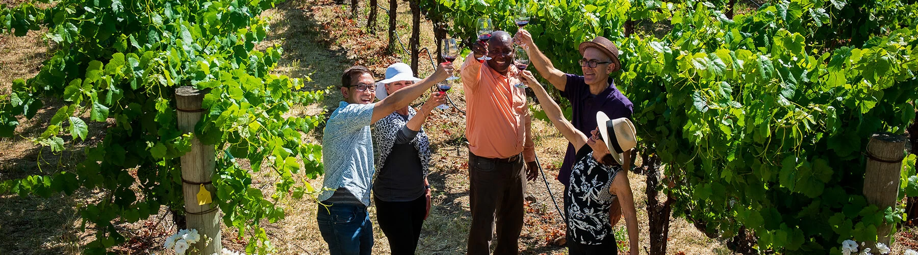 toasting at the muir woods and wine tour san francisco activities